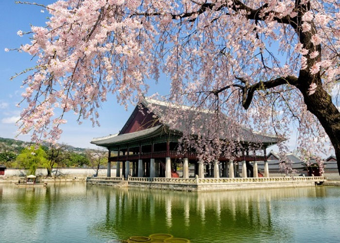 DU LỊCH HÀN QUỐC DỄ ĐẬU VISA TOUR 5N4Đ MÙA XUÂN 2025 NGẮM HOA ANH ĐÀO BỪNG SẮC THẮM CAM KẾT GIÁ RẺ NHẤT HOÀN FULL TIỀN CỌC CHO KHÁCH HÀNG ĐẶT TRƯỚC 30 NGÀY TOUR TỪ HÀ NỘI- TP. HCM SEOUL ĐẢO NAMI EVERLAND NAMSAN 
